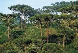 Mata de araucárias A Mata de Araucária, também conhecida como floresta aciculifoliada, é um tipo de vegetação que encontramos na região S...