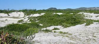 Restingas Entende-se por vegetação de restinga o conjunto das comunidades vegetais, fisionomicamente distintas, sob influência marinha e ...
