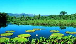 Bioma Pantanal O Pantanal é um bioma que abrange quase 2% do território brasileiro, com uma área total de cerca de 250 mil km². É conheci...