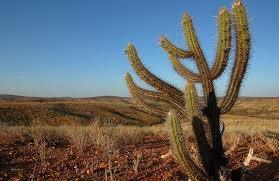 Bioma Caatinga Possui extensão territorial de 734.478 km², correspondendo a cerca de 10% do território nacional. Ela está presente nos es...