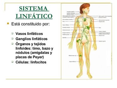 El Sistema Linfático