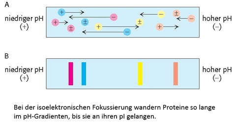 Die Löslichkeit von Proteinen ist abhängig vom pH‐Wert