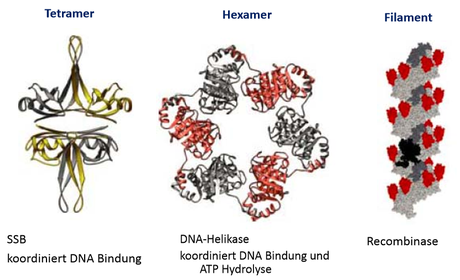 Beispiele für Quaternäre Strukturen