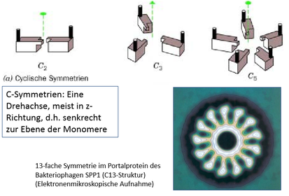 Quaternäre Strukturen ‐ C-Symmetrie