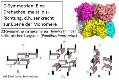 Quaternäre Strukturen ‐ D-Symmetrie