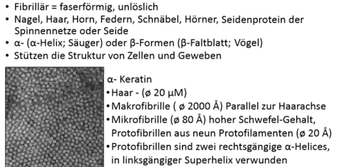 Fibrilläre Proteine: α‐Keratin