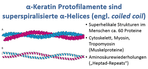α‐Keratin 1