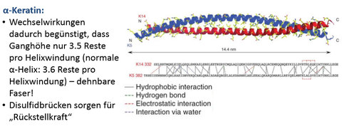 α‐Keratin 2