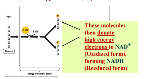 Stage 1: Glycolysis