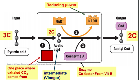 Grooming of Pyruvic Acid to Enter Mitochondria