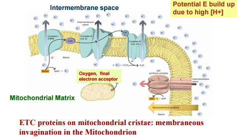 Mitochondrial Electron Transport Chain Oxidative Phosphorylation
