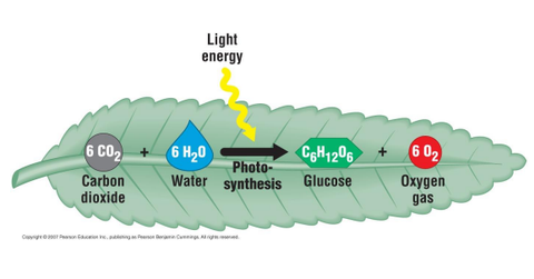 The Overall Equation for Photosynthesis