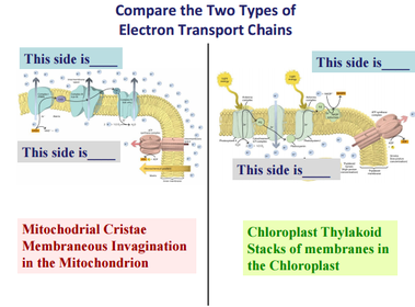 BISC 100 - Lecture 19 & 20 - Photosynthesis