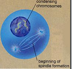 BISC 100 - Lecture 21 : Cellular reproduction