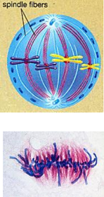 2. METAPHASE