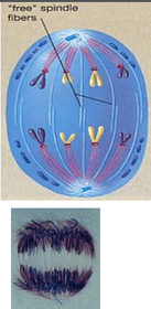 3. ANAPHASE