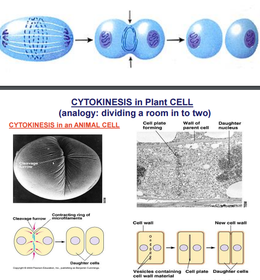 CYTOKINESIS