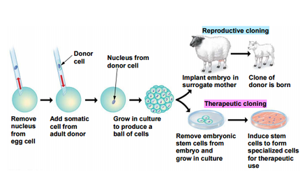 BISC 100 - Lecture 24:Regulation of Gene expression