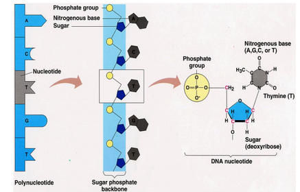 DNA POLYNUCLEOTIDE