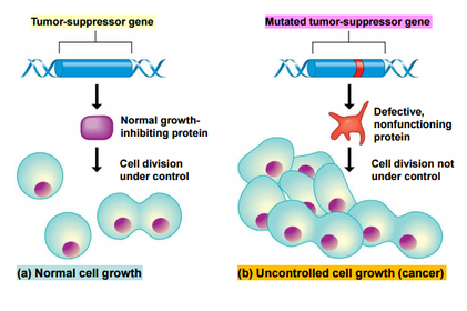 Tumor-Suppressor Genes