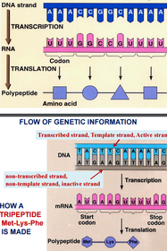 FLOW OF GENETIC INFORMATION