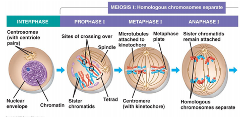 BISC 100-Lecture 22: Meiosis