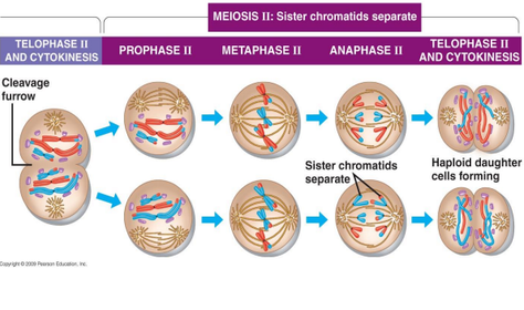 MEIOSIS II