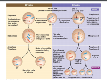 Mitosis and meiosis have important similarities and differences