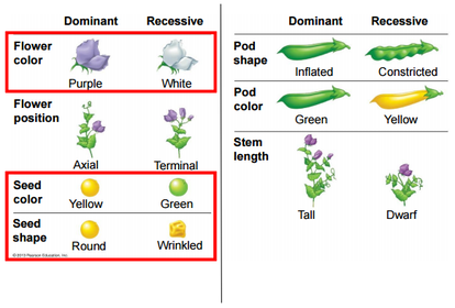 BISC 100 - Lecture 26 & 27: Genetics