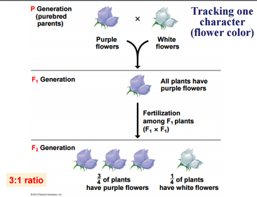 Tracking one character (flower color)