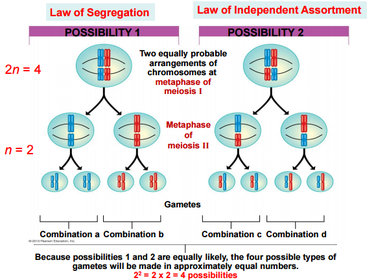 2. Mendel’s Law of Independent Assortment