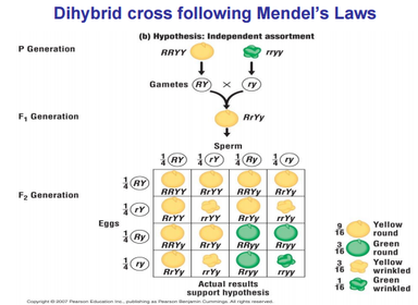What is a Dihybrid cross?