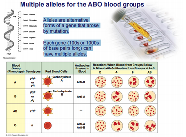 Multiple alleles for the ABO blood groups
