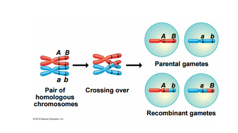 Genetic recombination: crossing over