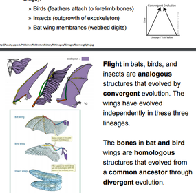 Comparative anatomy – Convergent evolution