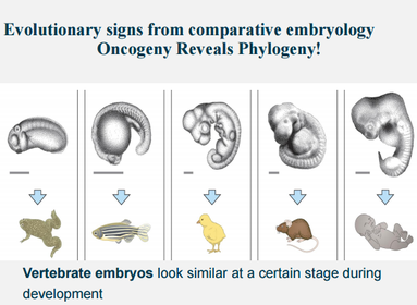 Comparative Embryology