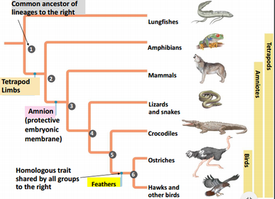 Darwin: Evolutionary trees