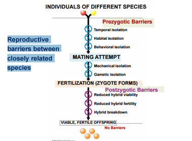 Reproductive barriers between closely related species