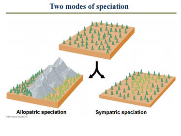 Mechanisms of speciation