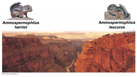 Allopatric speciation of antelope squirrels