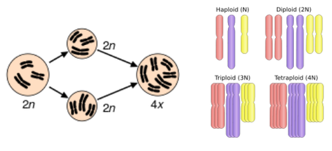 Sympatric speciation: Polyploidy