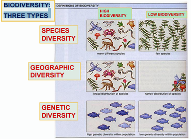 BIODIVERSITY: THREE TYPES