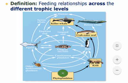 TROPHIC STRUCTURE