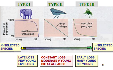 SURVIVORSHIP CURVES