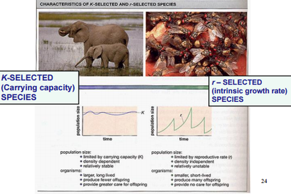 GROWTH AND REPRODUCTIVE STRATEGIES