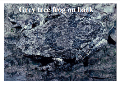 Adaptation to avoid predation Camouflage