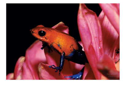 Adaptation to avoid predation CHEMICAL DEFENSES: Poison arrow frog
