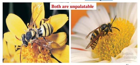 Adaptation to avoid predation Deceptive mimicry: Mullarian mimicry