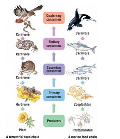 Trophic structure is a key factor in community dynamics