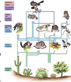 Food chains interconnect, forming food webs